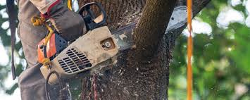 Best Commercial Tree Services  in Lone Tree, CO