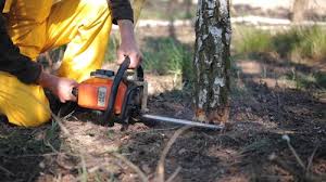 Best Tree Mulching  in Lone Tree, CO