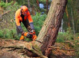 Best Tree Risk Assessment  in Lone Tree, CO