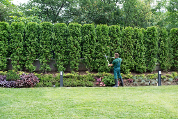 Best Arborist Consultation Services  in Lone Tree, CO