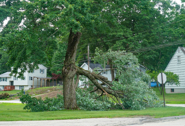 Best Tree Disease Treatment  in Lone Tree, CO