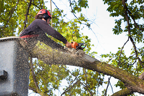 Best Lawn Watering Services  in Lone Tree, CO